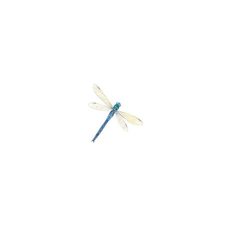 Dragonflies 35 x 27mm (10)