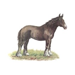 HORSE 122X93MM (4) 2.SAHS2