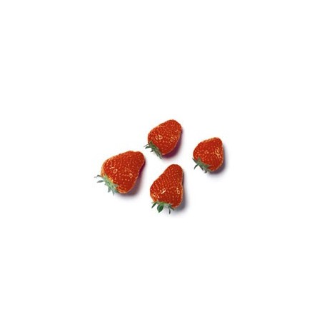 Strawberry 16mm