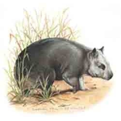 Wombat 25mm (70)