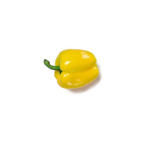 Yellow Pepper 35mm