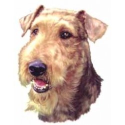 Airedale Terrier 25mm No B/G