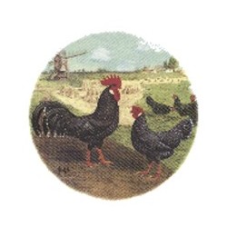 ANCONA ROOSTER WITH BACKGROUND (2)