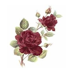 Anniversary Ruby Rose 30x20mm (55)