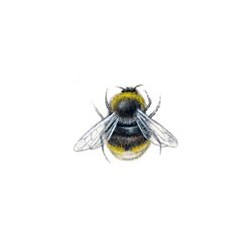 Bees 23 x 17mm (12)