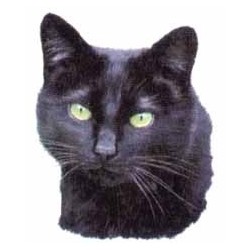 Black cat 25mm