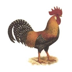 Leghorn rooster 33mm x 37mm(18)