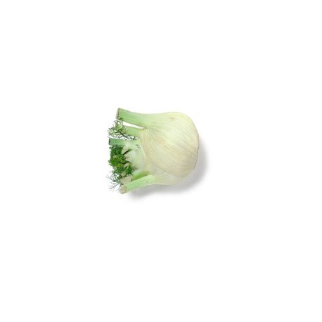 Celeriac 57mm(3)