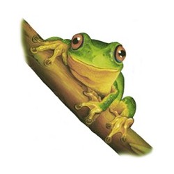 DAINTY GREEN TREE FROG 25mm (8)