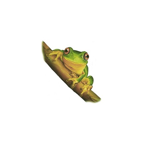 Dainty Green Tree Frog 45MM (25) - non-fire